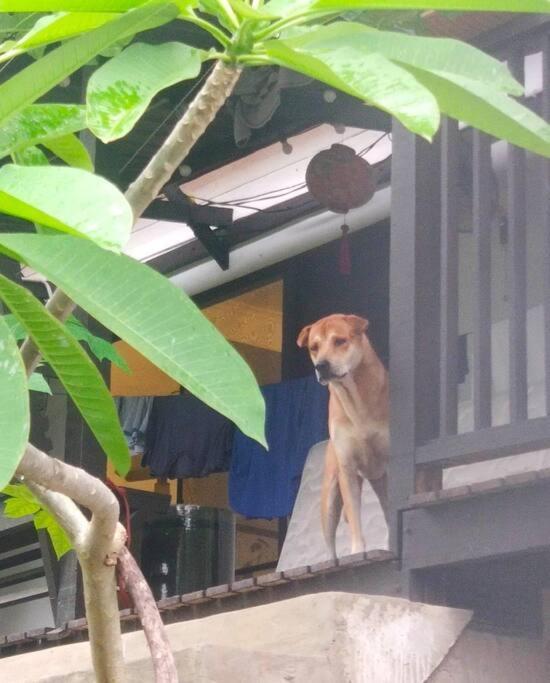 Kk Jungle Hideaway Lovely Apartment 5 Mins Walk To Town كوتا كينابالو المظهر الخارجي الصورة